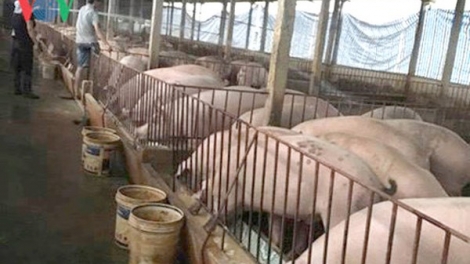 Lợn tăng giá, người chăn nuôi cần tỉnh táo khi tái đàn (8/5/2018)