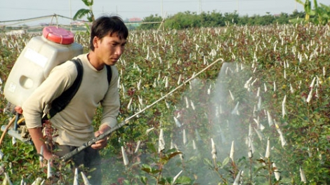 Hậu quả khôn lường và sự lãng phí khi lạm dụng thuốc bảo vệ thực vật (23/5/2018)