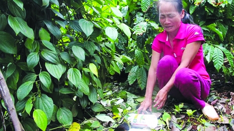 Lập lờ thật giả (5/5/2018)