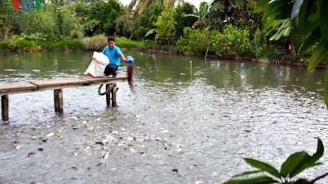Nông dân thu tiền tỷ nhờ nuôi cá nước ngọt (3/5/2018)
