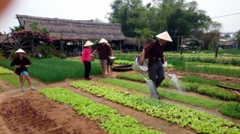 Du lịch nông nghiệp: Con gà đẻ trứng vàng cho bà con nông dân (20/6/2018)