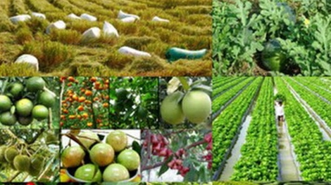 Luật Trồng trọt, khung pháp lý cho một ngành trồng trọt bền vững (13/6/2018)