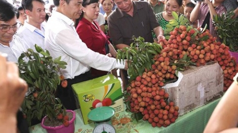 Khai mạc Lễ hội vải thiều Thanh Hà - Hải Dương 2018 (Thời sự trưa 10/6/2018)