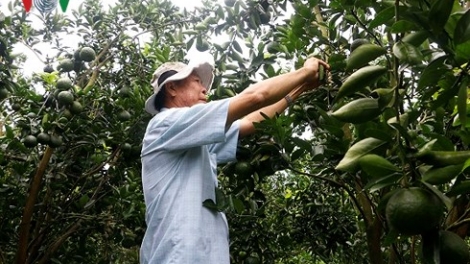 Cần Thơ từng bước nâng cao chất lượng trái cây để xuất khẩu (10/7/2018)