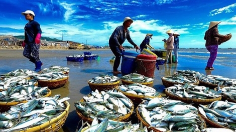 Giải pháp khắc phục những khó khăn trong việc truy xuất nguồn gốc hải sản (31/7/2018)