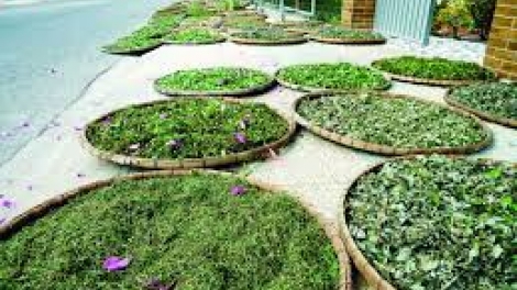 Góc khuất đằng sau câu chuyện có bệnh thì vái tứ phương (20/7/2018)