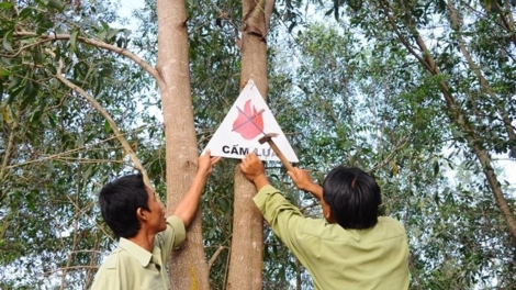 Các tỉnh miền Trung cần chủ động phòng, chống cháy rừng trong mùa nắng nóng (Thời sự đêm 1/7/2018)