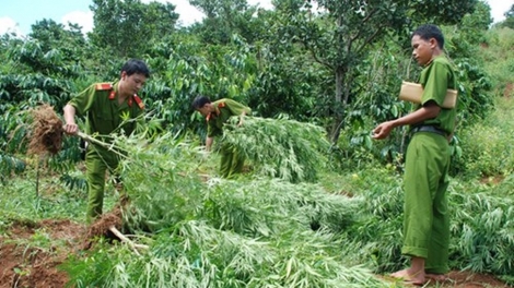 Đắk Lắk cảnh giác với chiêu thuê đất để trồng cần sa (31/8/2018)