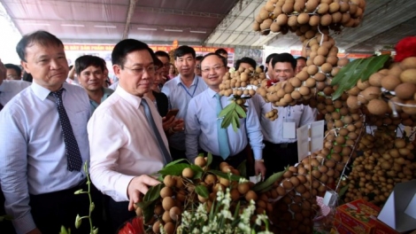Hội nghị Xúc tiến thương mại Nhãn lồng và nông sản Hưng Yên xác định: Trung Quốc là thị trường xuất khẩu trọng tâm của nhãn tươi (Thời sự chiều 12/8/2018)