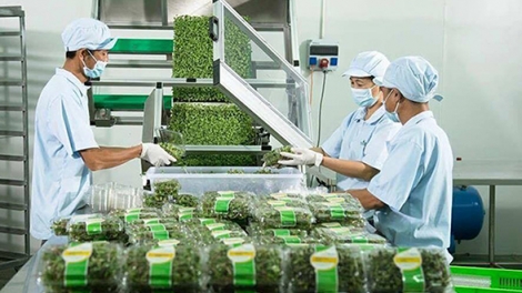 Gỡ nút thắt cho doanh nghiệp đầu tư vào nông nghiệp (7/8/2018)