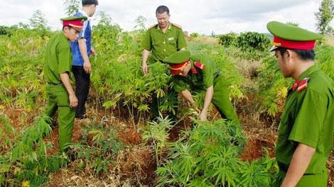 Đắk Lắk cảnh giác với chiêu thuê đất để trồng cần sa (27/8/2018)