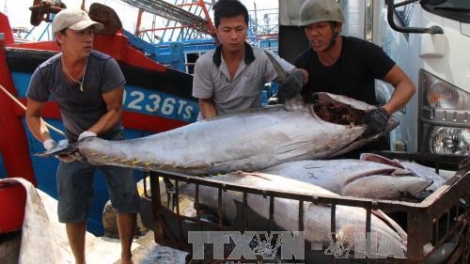 Khắc phục thẻ vàng thủy sản của EC – Gỡ khó trong khâu quản lý (28/9/2018)