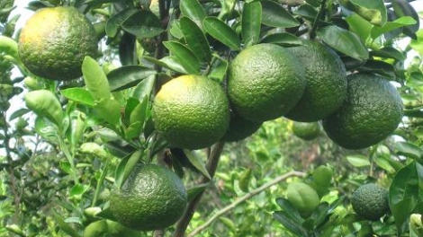 Hướng dẫn kỹ thuật trồng cam sành trái vụ cho giá trị kinh tế cao (17/9/2018)