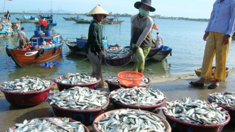 Đẩy mạnh ứng dụng công nghệ sau thu hoạch, nâng cao chất lượng hải sản (3/9/2018)
