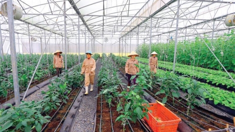 Giải pháp nào thu hút nguồn vốn đầu tư vào nông nghiệp? (18/9/2018)