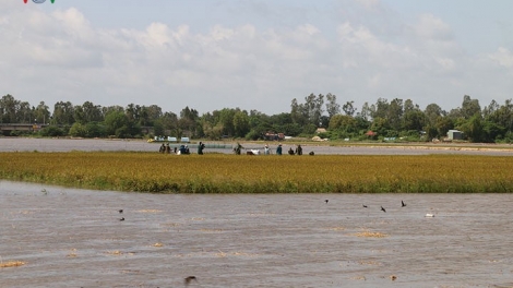 An Giang nỗ lực ứng phó lũ bảo vệ sản xuất nông nghiệp (Thời sự đêm 8/9/2018)