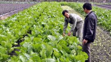 Gỡ khó cho bà con nông dân trong vụ đông 2018 (24/9/2018)