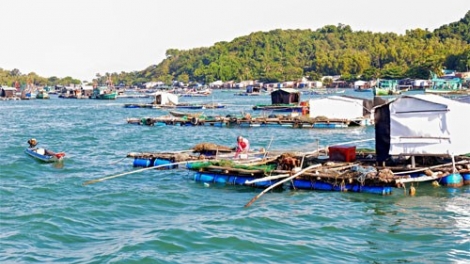 Ngư dân Tây Nam đã biết vươn lên làm giàu từ nuôi cá lồng bè (13/1/2019)