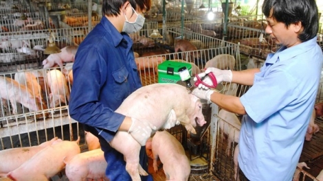 Khẩn trương đối phó với dịch lở mồm long móng trên lợn (23/1/2019)