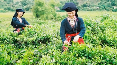 Khai thác thế mạnh để phát triển kinh tế vùng cao (15/1/2019)