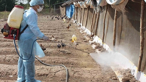 Long An triển khai các biện pháp dập dịch cúm gia cầm H5N1 (10/1/2019)