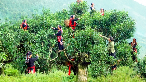 Tìm hướng nâng giá trị cho vùng chè cổ thụ (17/1/2019)