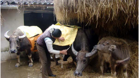 Hướng dẫn cách phòng chống rét cho gia súc, gia cầm, vật nuôi (9/1/2019)