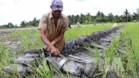 Chuyển đất lúa kém hiệu quả tại Đồng Bằng Sông Cửu Long còn nhiều khó khăn (9/1/2019)