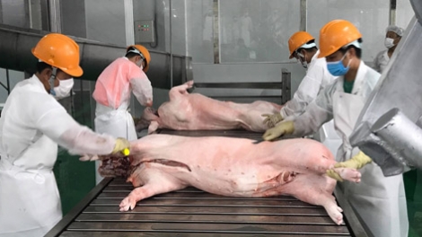 Xuất khẩu thịt lợn của Việt Nam có sự tăng trưởng ấn tượng trong năm 2018, nhưng vẫn còn nhiều điểm nghẽn cần khắc phục (2/1/2019)