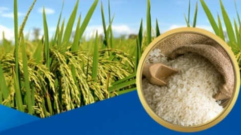 Lúa gạo chất lượng cao – hướng đi tất yếu trong hội nhập (21/1/2019)