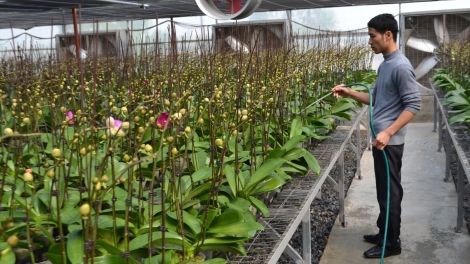 Thu hút nông dân hướng đến mô hình nông nghiệp công nghệ cao (8/1/2019)