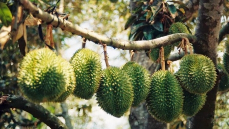 Phát triển cây ăn trái để không phải giải cứu (10/1/2019)