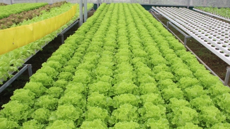 Dự án khởi nghiệp rau thủy canh Hi Green Farm (6/1/2019)