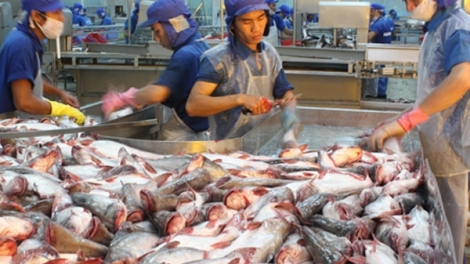 Suy giảm nguồn lợi hải sản, cần giải pháp động bộ (29/1/2019)