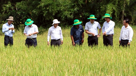 Mô hình nông nghiệp thông minh ở tỉnh Hậu Giang (31/10/2019)