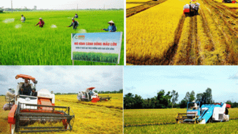 Nông thôn mới Tiền Giang và bài toán về liên kết sản xuất (9/10/2019)