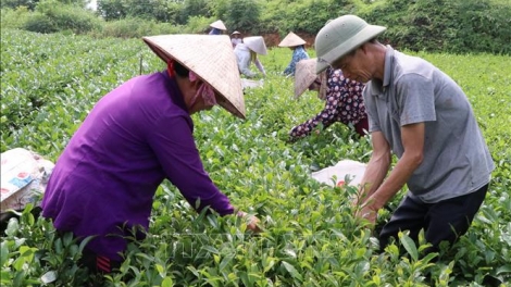 Thay đổi tư duy sản xuất để nâng cao giá trị xuất khẩu cho sản phẩm chè và cà phê Việt Nam (21/10/2019)