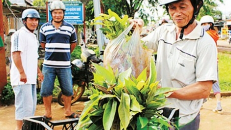 Sau hơn nửa chặng đường của mục tiêu giảm nghèo bền vững, số hộ nghèo đã giảm rõ rệt.(10/10/2019)