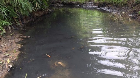 THỜI SỰ 18H CHIỀU 18/10/2019: Công an tỉnh Hòa Bình bắt 2 nghi phạm đổ dầu thải ra nguồn nước sông Đà.