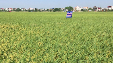 Mô hình trồng lúa hữu cơ ở xã Đồng Phú, huyện Chương Mỹ - Hà Nội (14/10/2019)