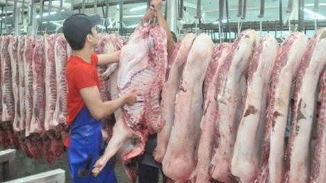 Đảm bảo tái đàn và bình ổn giá thị trường thịt lợn cuối năm (26/10/2019)