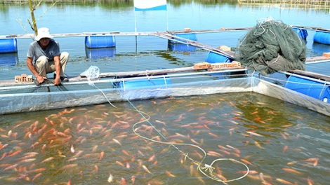 Phát triển các mô hình nuôi trồng thủy sản thích ứng với biến đổi khí hậu (7/10/2019)