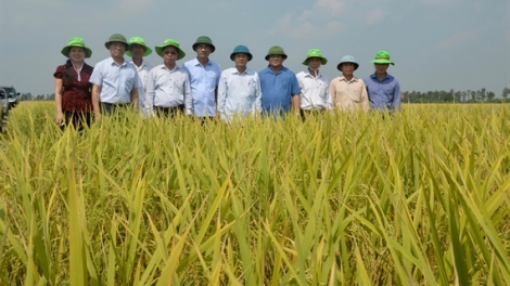 Mùa vàng ở Thái Bình (19/10/2019)