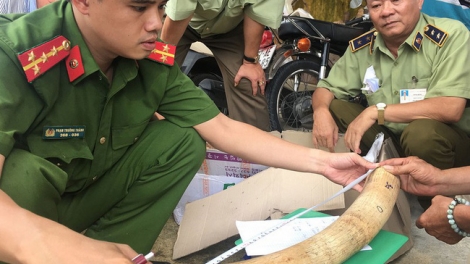 Bình Định: Phát hiện gần 18kg nghi ngà voi vận chuyển trái phép (18/10/2019)