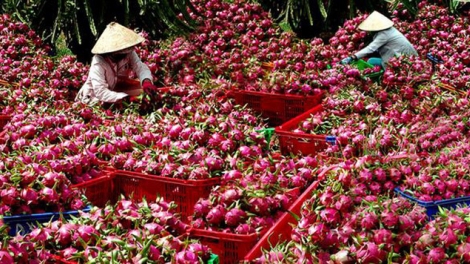 Nông dân Việt và sân chơi toàn cầu (14/10/2019)