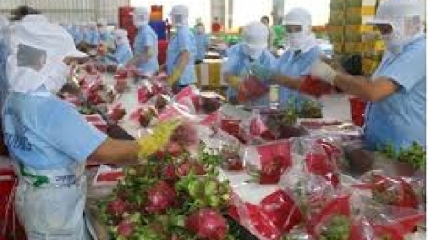 Những vấn đề cần lưu ý đối với xuất khẩu nông thủy sản sang thị trường Trung Quốc (18/10/2019)