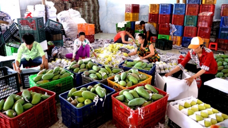 Cần giảm tổn thất sau thu hoạch để thúc đẩy xuất khẩu nông sản (29/10/2019)