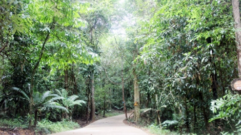 Thí điểm chi trả dịch vụ hấp thụ và lưu trữ khí CO2 của rừng (7/11/2019)