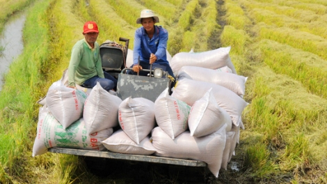 Hạt gạo Việt Nam: Nâng cao chất lượng, khẳng định thương hiệu (16/11/2019)