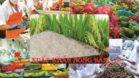 Xuất khẩu nông sản 10 tháng giảm: Đâu là nguyên nhân? (14/11/2019)